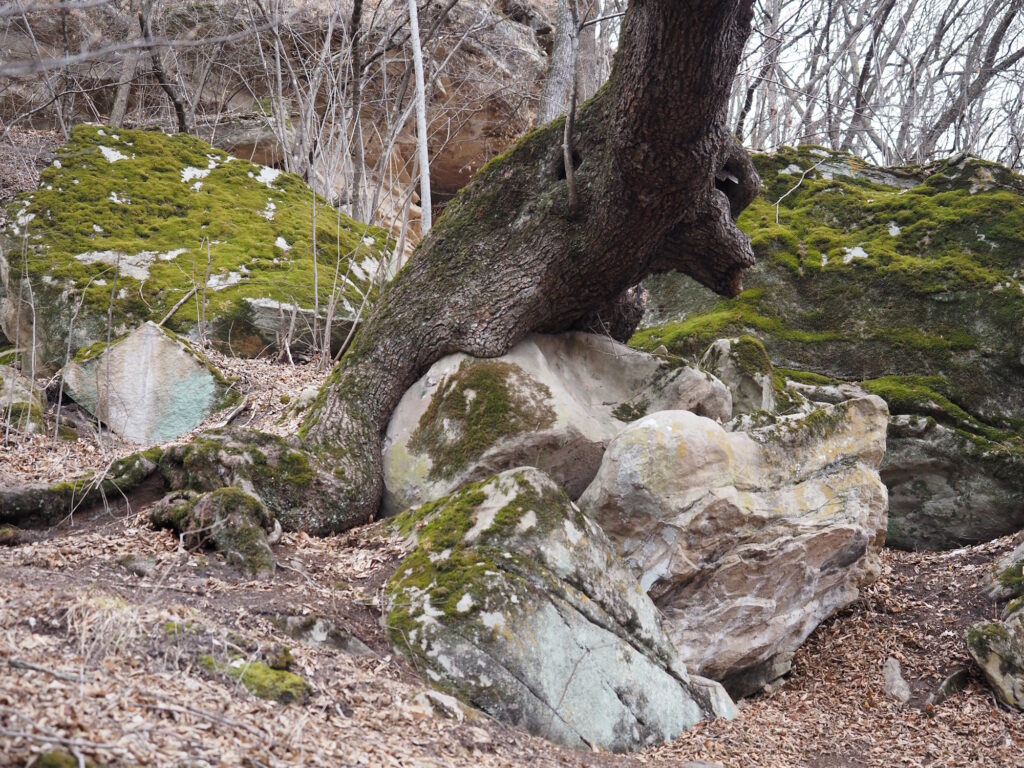 В лесу у Сырных пещер