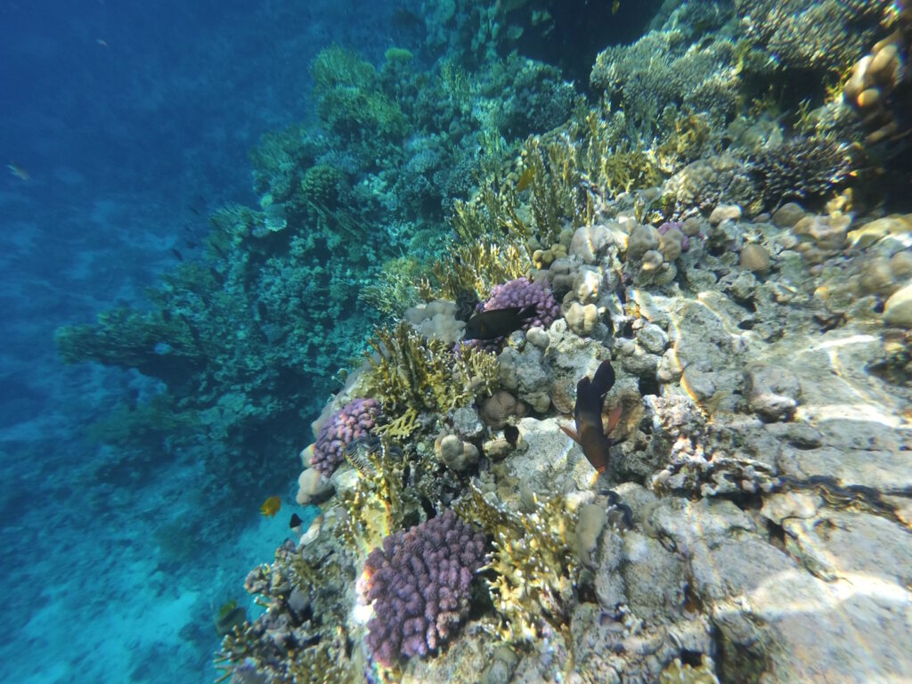 Красное море, риф в Шарм эль Шейхе