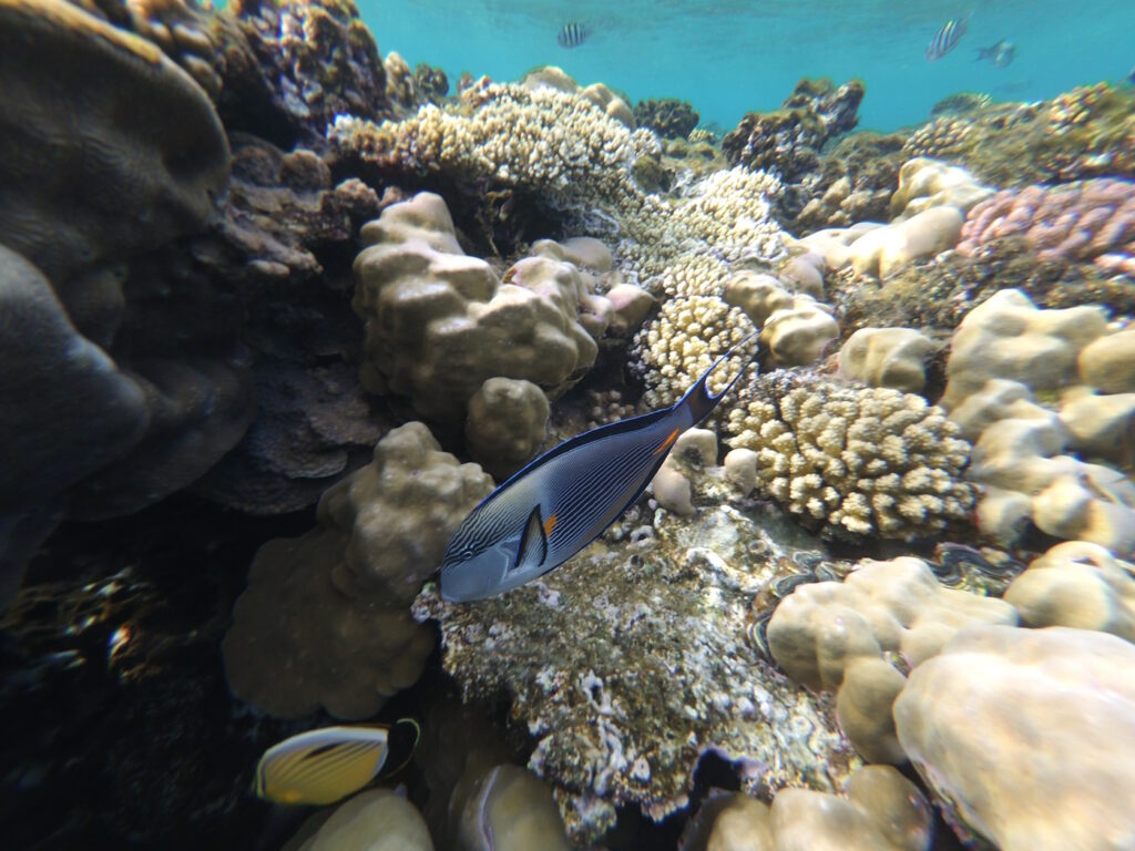 Рыба хирург, Красное море, Шарм эль Шейх