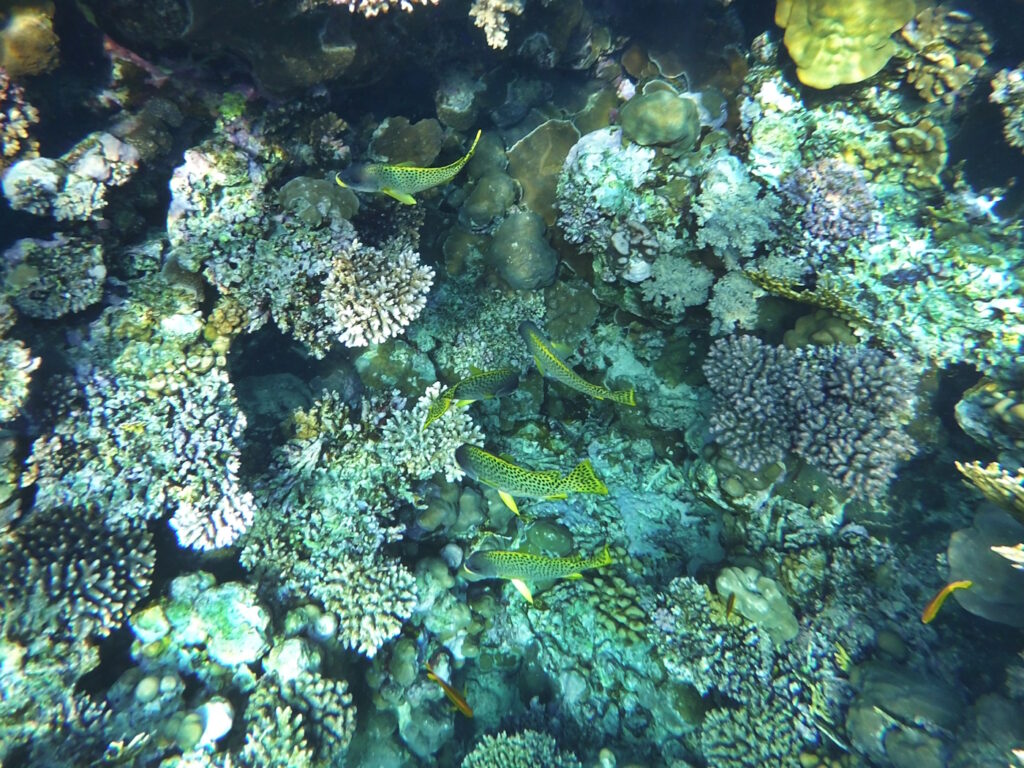 Рыбы Красного моря - ворчуны