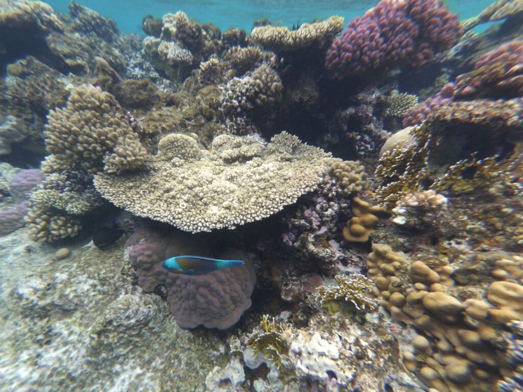 Рыбы Красного моря - попугай