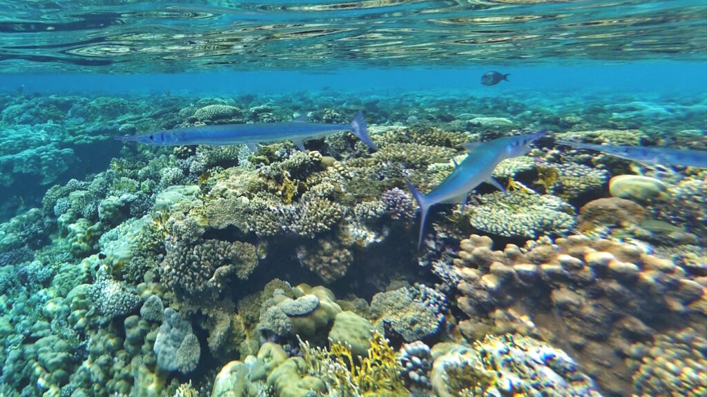 Рыбы Красного моря, сарганы
