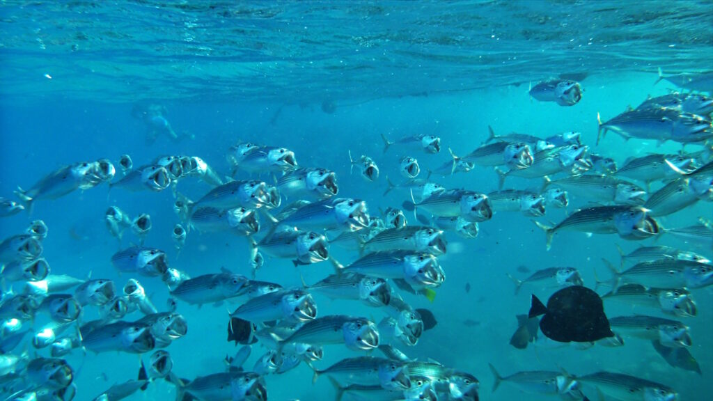 Скумбрия в Красном море