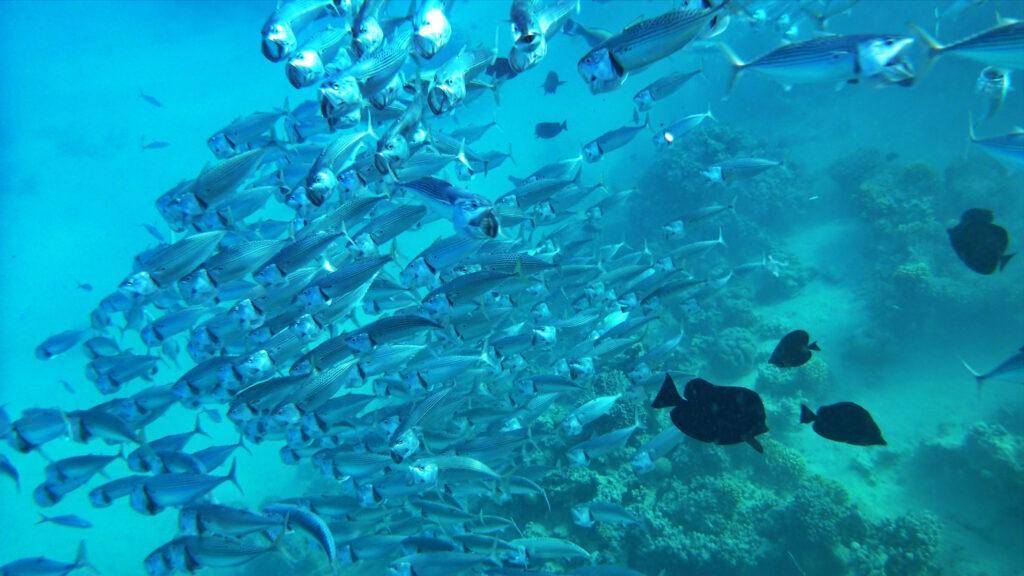 Снорклинг в Красном море, Хургада