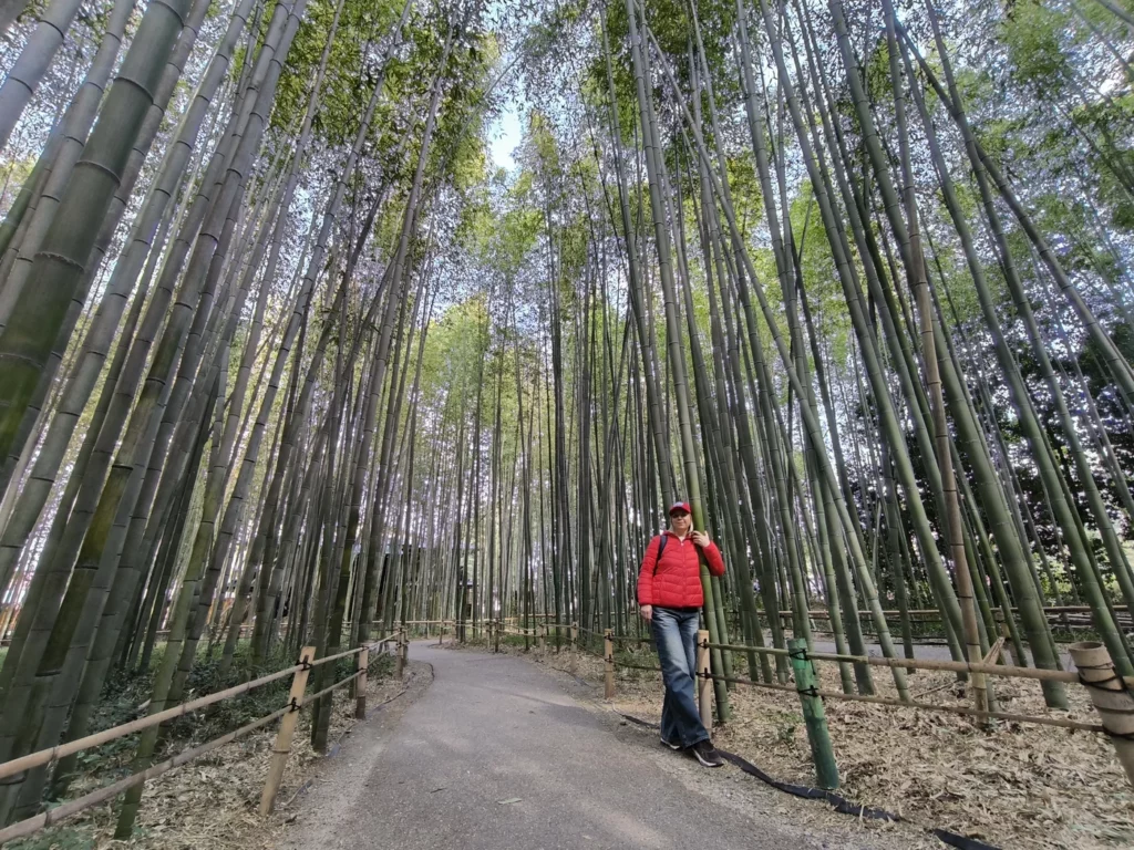Дорожки в лесу Сагано