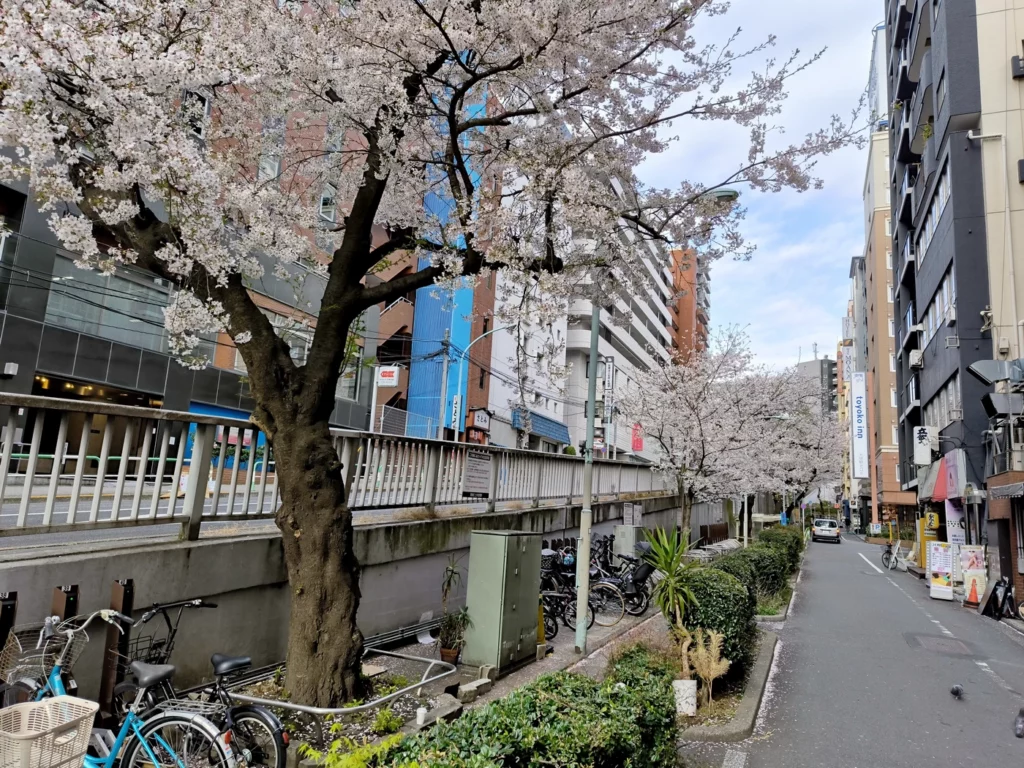 Сакура у Toyoko Inn Tokyo Yamanote Otsuka
