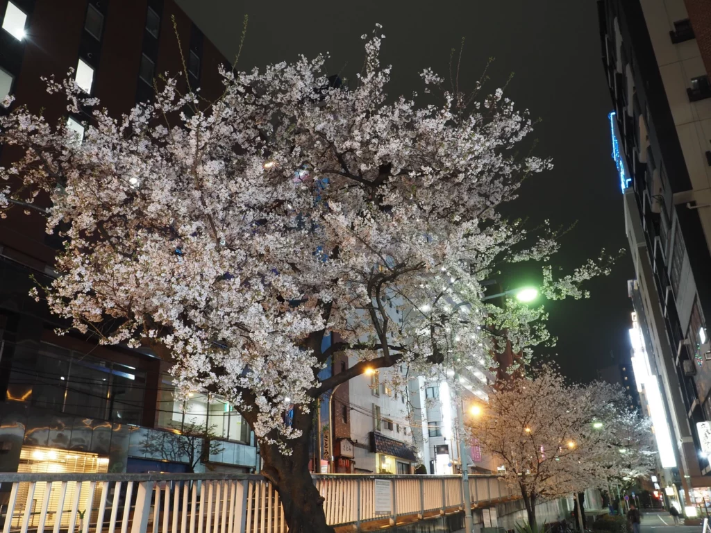 Сакура цветет у Toyoko Inn Tokyo Yamanote Otsuka