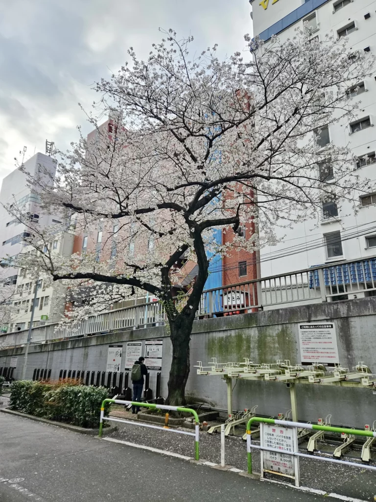 Цветение сакуры у Toyoko Inn Tokyo