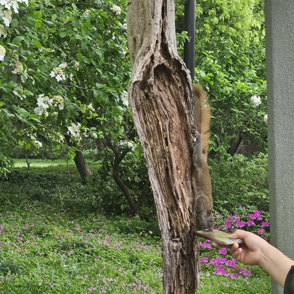 китайская белка