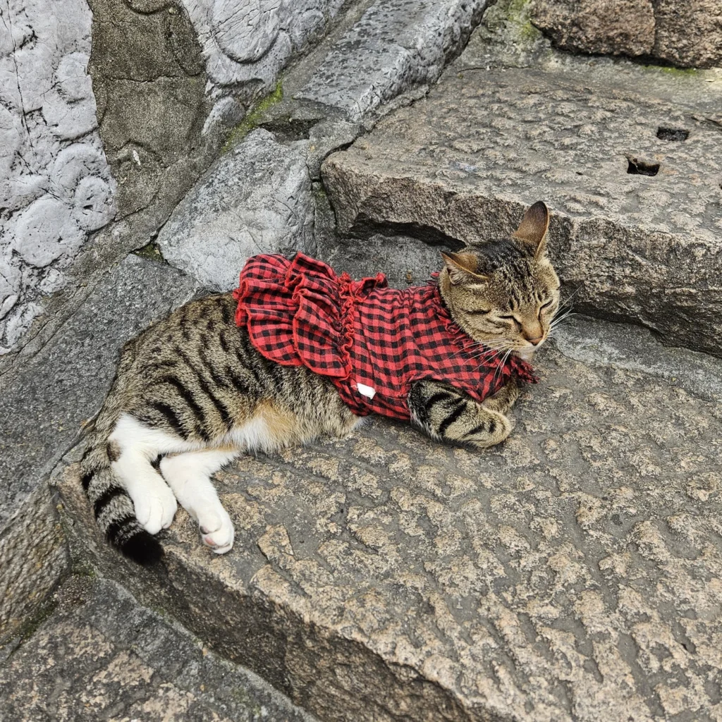Котик из шанхайской Венеции