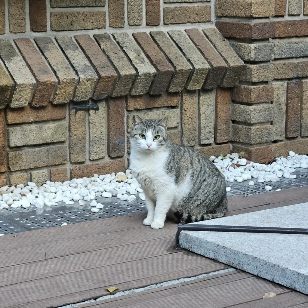 Котик у виллы Моллера