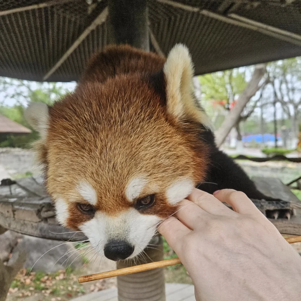 кормление красной панды с рук в Шанхае