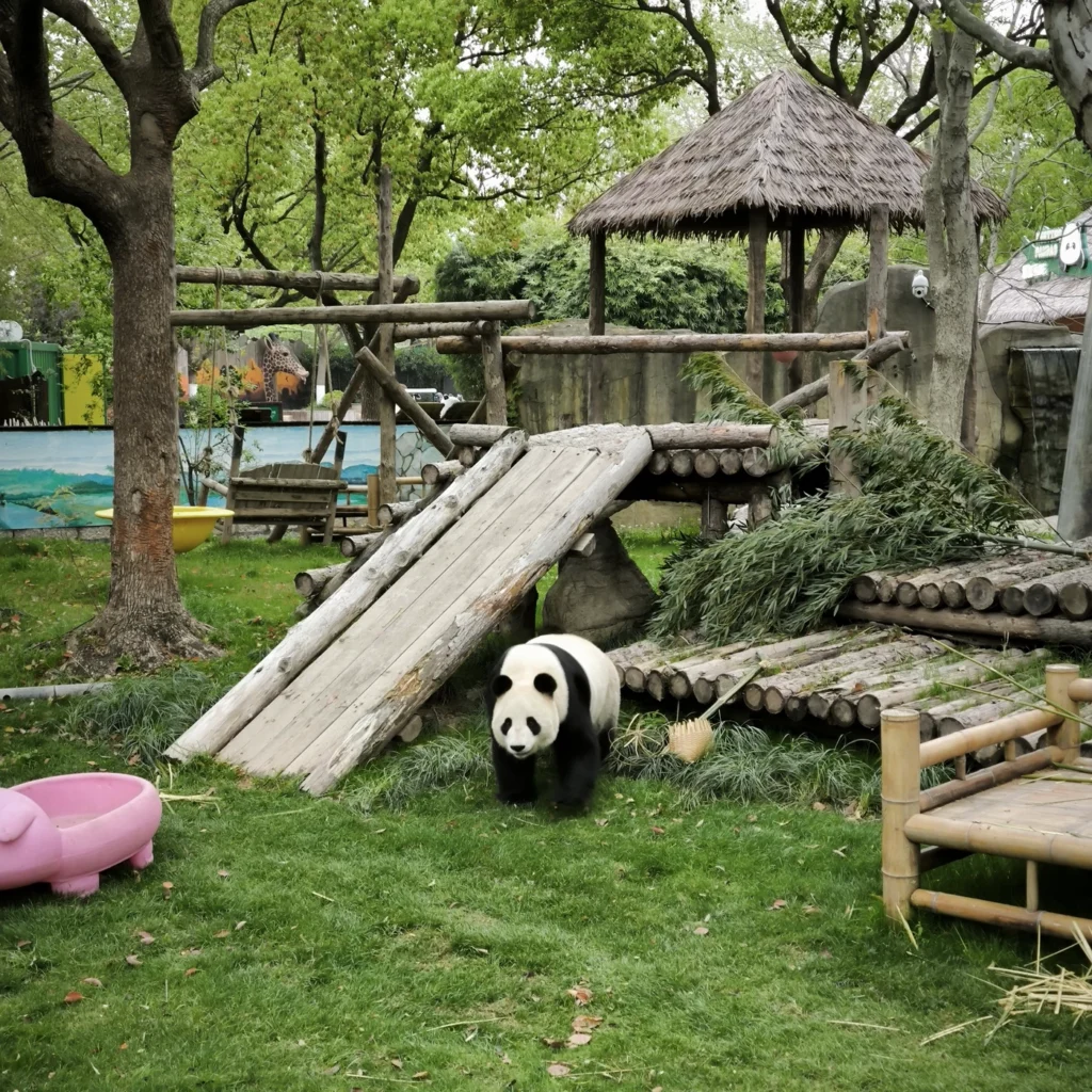 панда на открытой территории в Wild Animal Park Shanghai