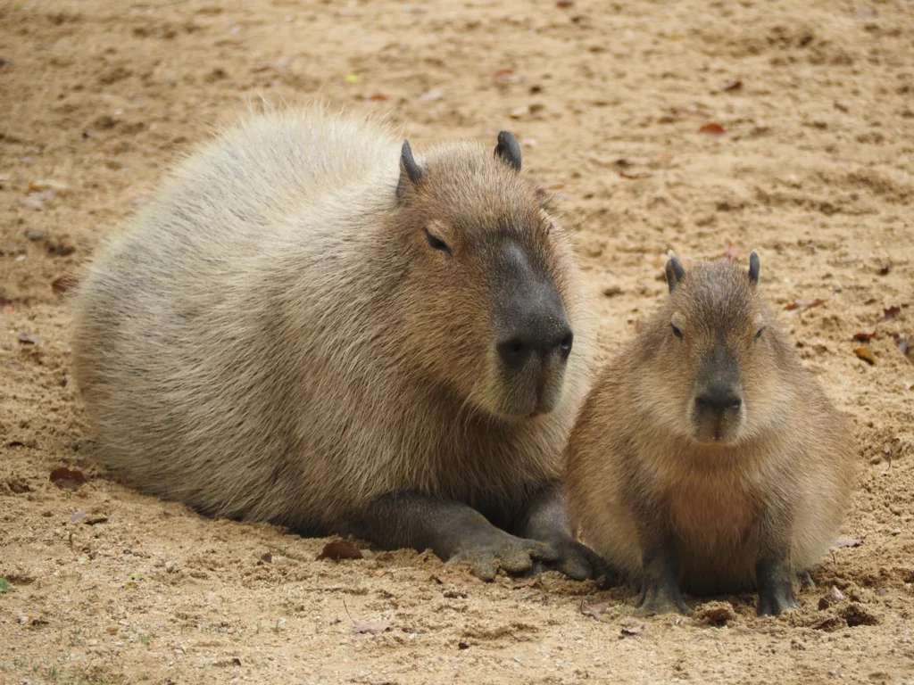 wild animal park Шанхай, капибары
