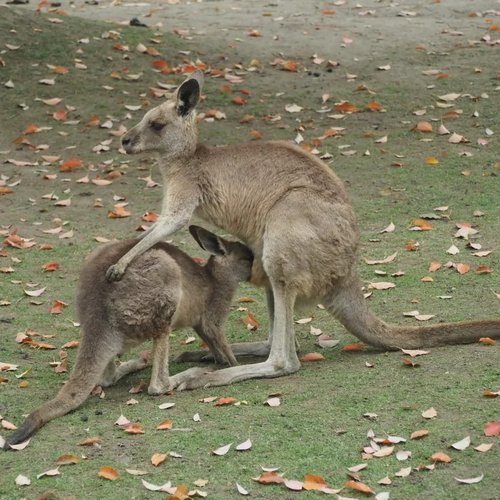 Кенгуру в Wild Animal Park Шанхай