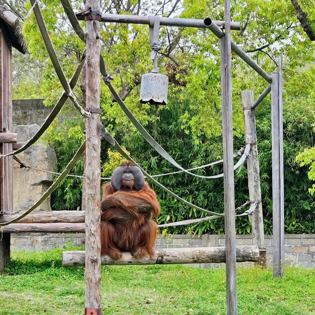 Орангутан в Shanghai Wild Animal Park