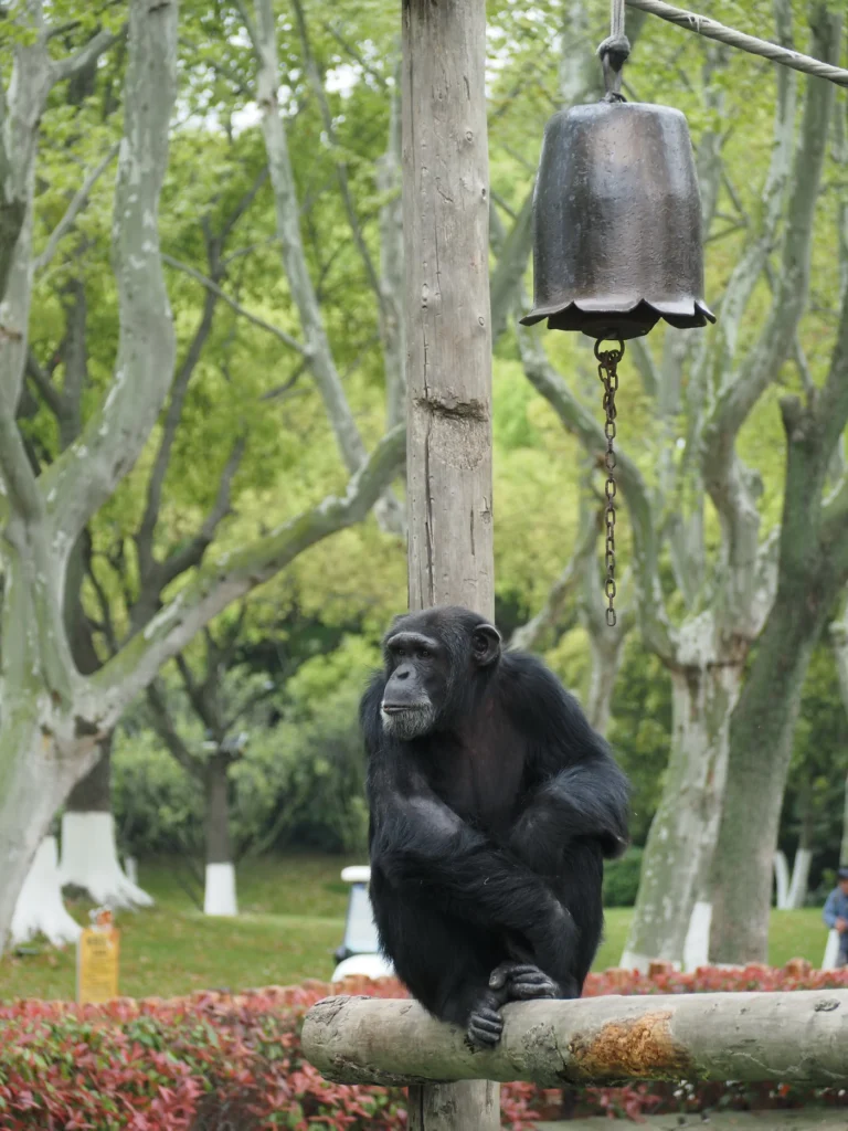 Шимпанзе в Wild Animal Park Шанхай