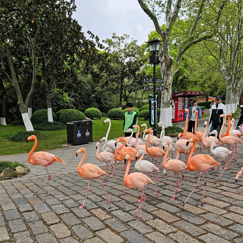 процессия фламинго среди посетителей, Wild Animal Park Shanghai